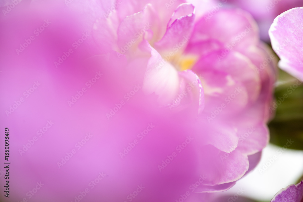 Close up of Pink Primula Flowers with Large Solid Pink Area for Text Overlay Close up of Pink Primula Flowers with Large Solid Pink Area for Text Overlay