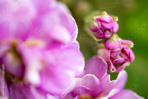 Close up of Pink Primula Flowers with Large Solid Pink Area for Text Overlay