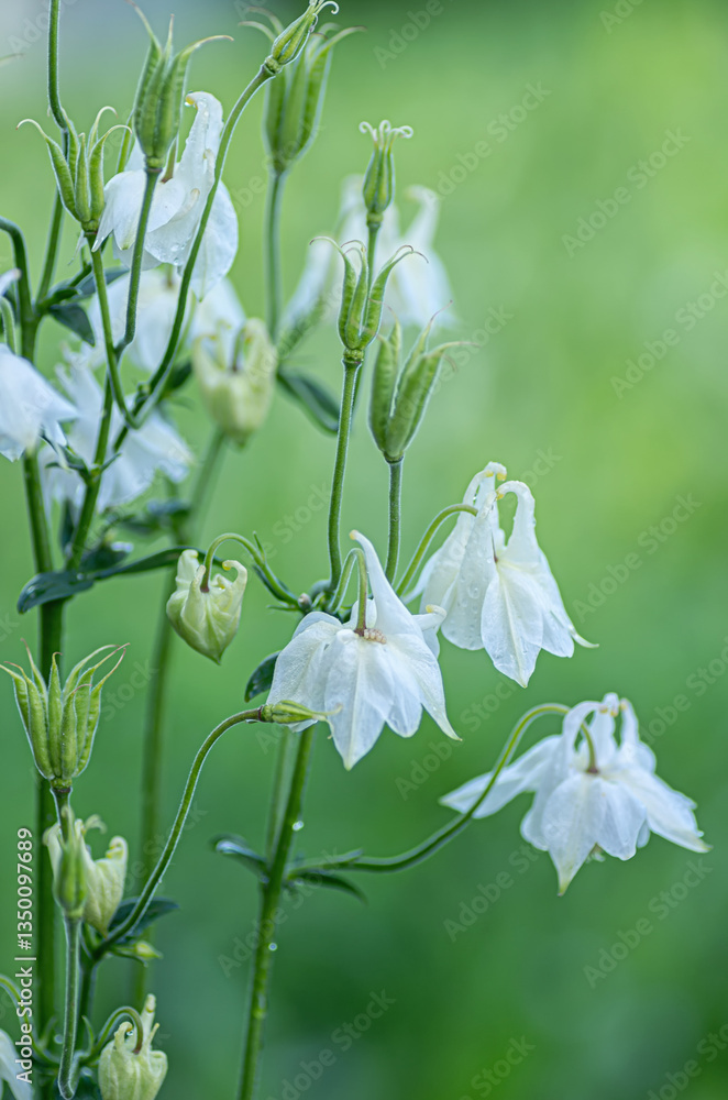 Obraz premium White Columbine Flowers with Dew on Green Background