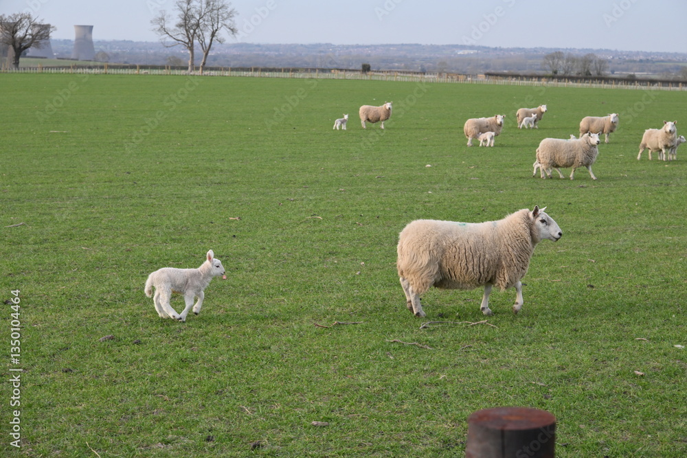 Obraz premium A mother sheep and her baby sheep are walking in a field
