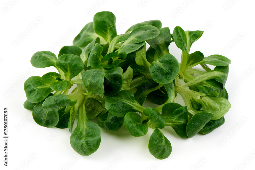 Fresh Corn Salad (Lamb's Lettuce), Isolated on White Background. Fresh Corn Salad (Lamb's Lettuce), Isolated on White Background.
