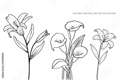 Calla lilies, Lilies ester, Editable Vector Line Art Collection: Lily and Calla Lilies, Detailed Floral Illustrations