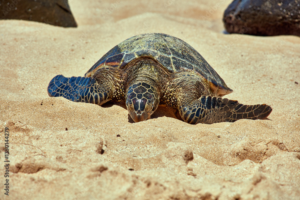 Obraz premium Sea turtle bathing on beach 