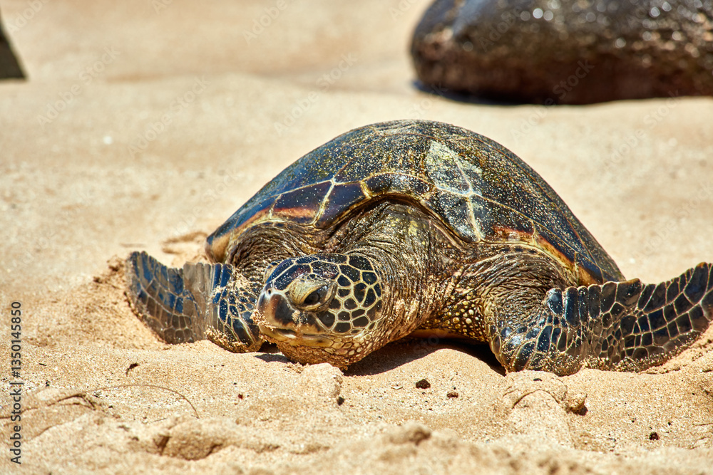Obraz premium Sea turtle bathing on beach 