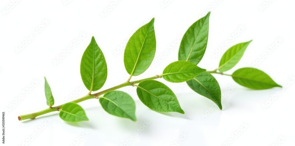 isolated stem with leaves on white or light background, natural, nature isolated stem with leaves on white or light background, natural, nature