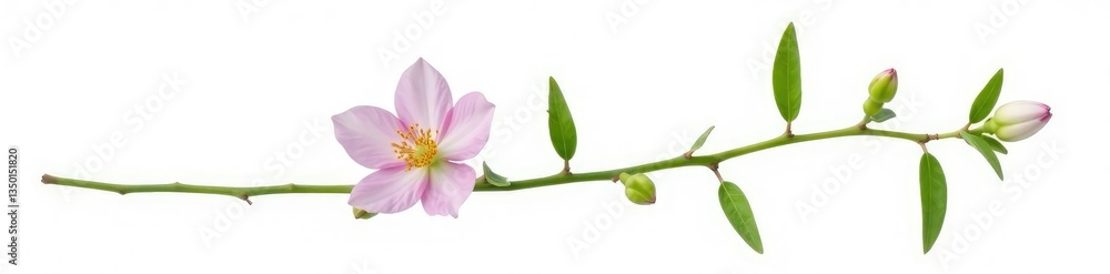 Obraz premium Delicate flower stem isolated on white background, leaves, blossom