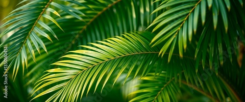 Pattern leaf background green plant tree abstract palm floral wallpaper flower foliage art jungle Ba