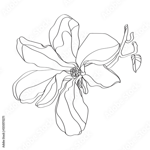 black and white line illustration of magnolia flower on a white background