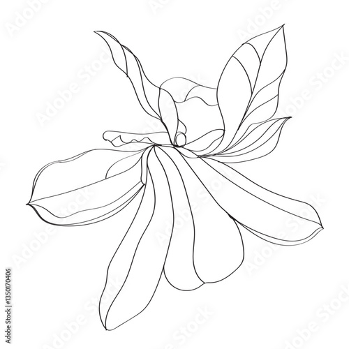 black and white line illustration of magnolia flower on a white background
