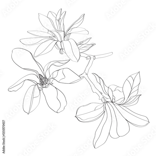 black and white line illustration of magnolia flower on a white background