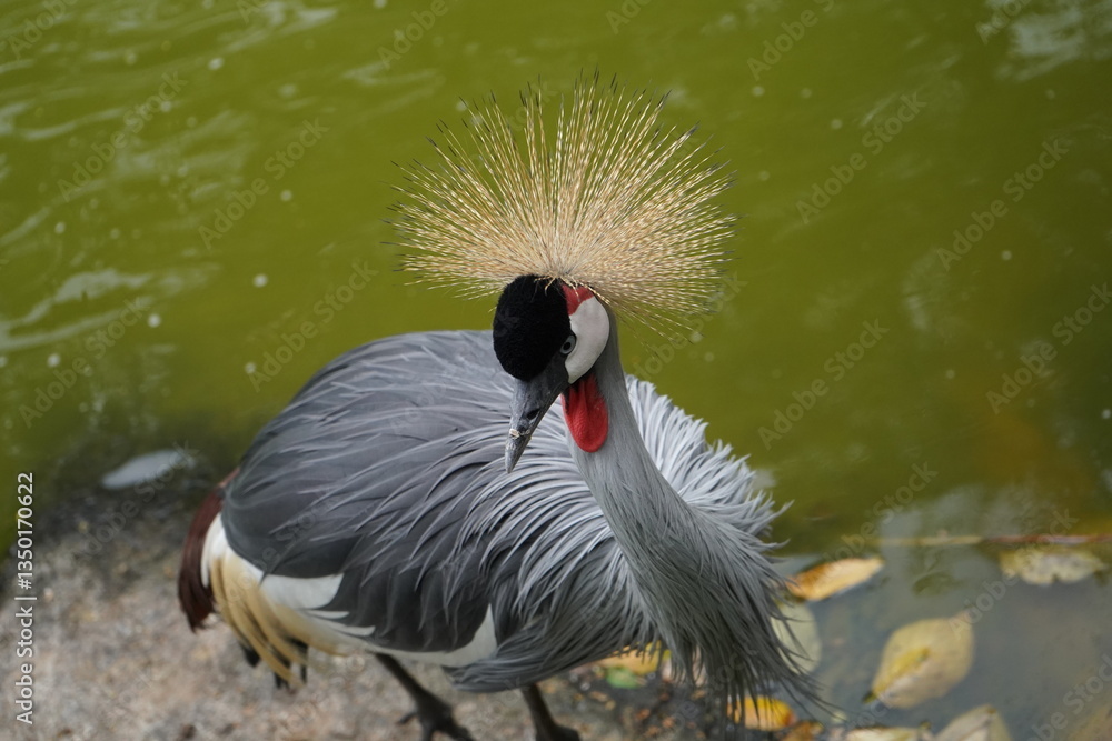 Fototapeta premium grey crowned crane