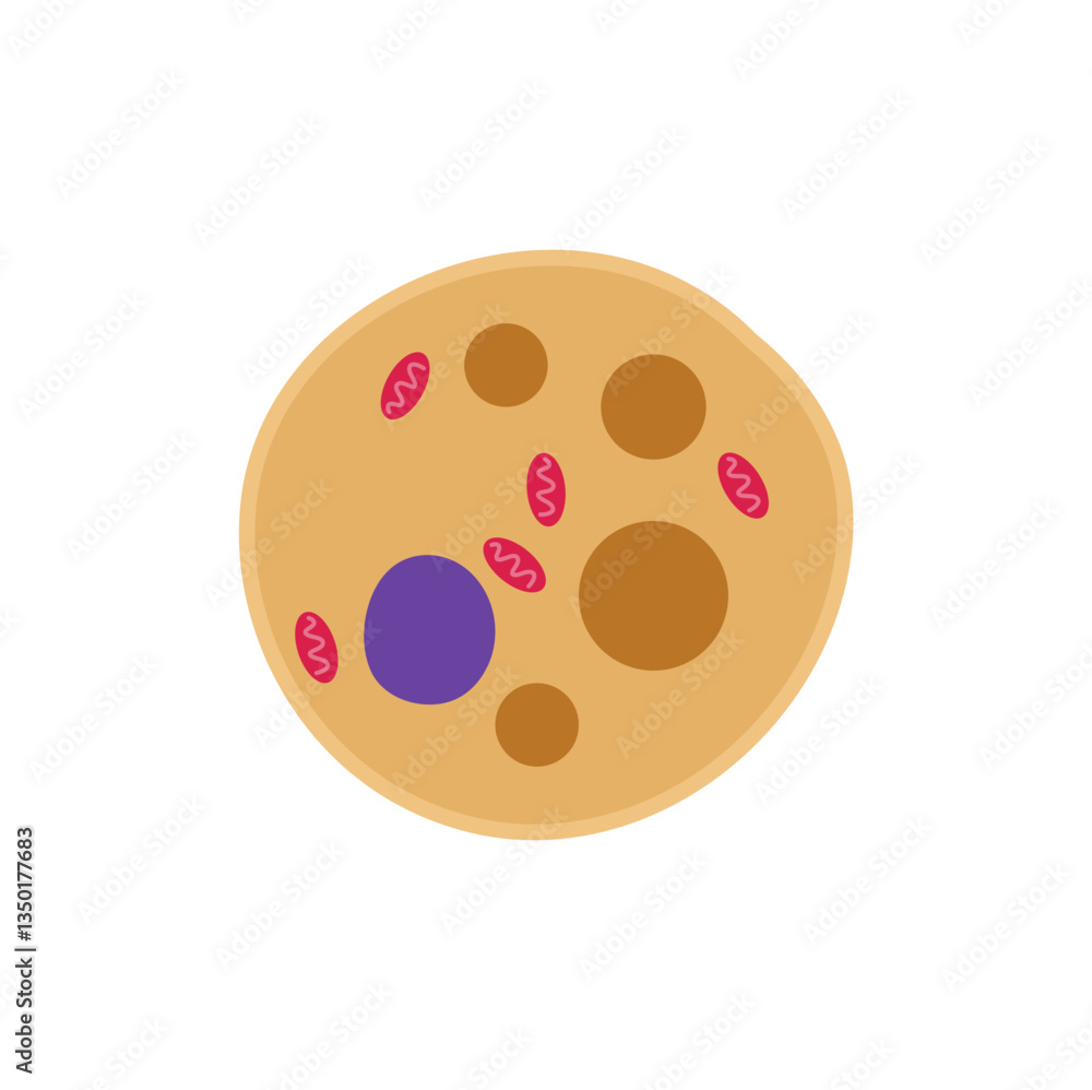 Fototapeta premium Fat cell structure. Adipocytes or lipocytes compose adipose tissue. Vector illustration