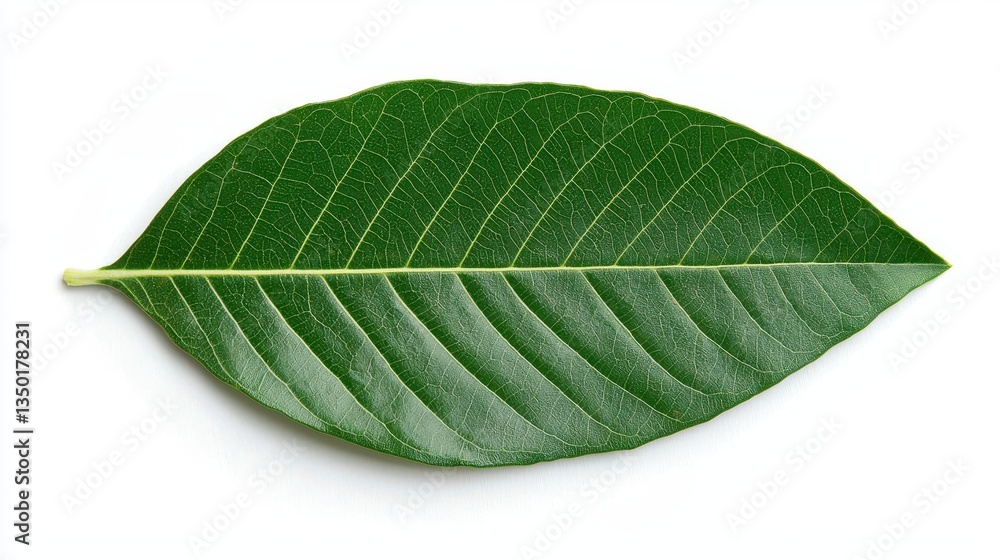 Obraz premium A vibrant green leaf showcasing intricate vein patterns, symbolizing nature and growth.