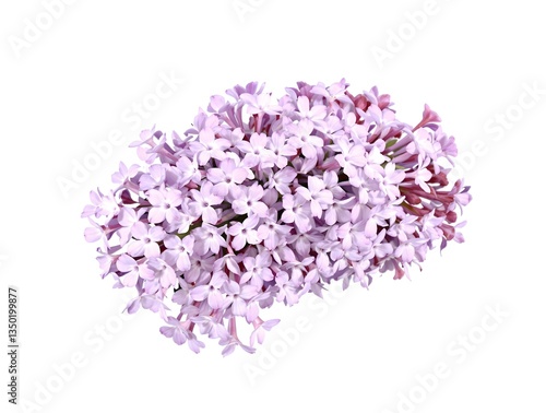 Wallpaper Mural Cluster of lilac flowers with delicate purple petals, isolated on a pure white backdrop, perfect as a decorative object for spring-themed marketing materials and designs Torontodigital.ca