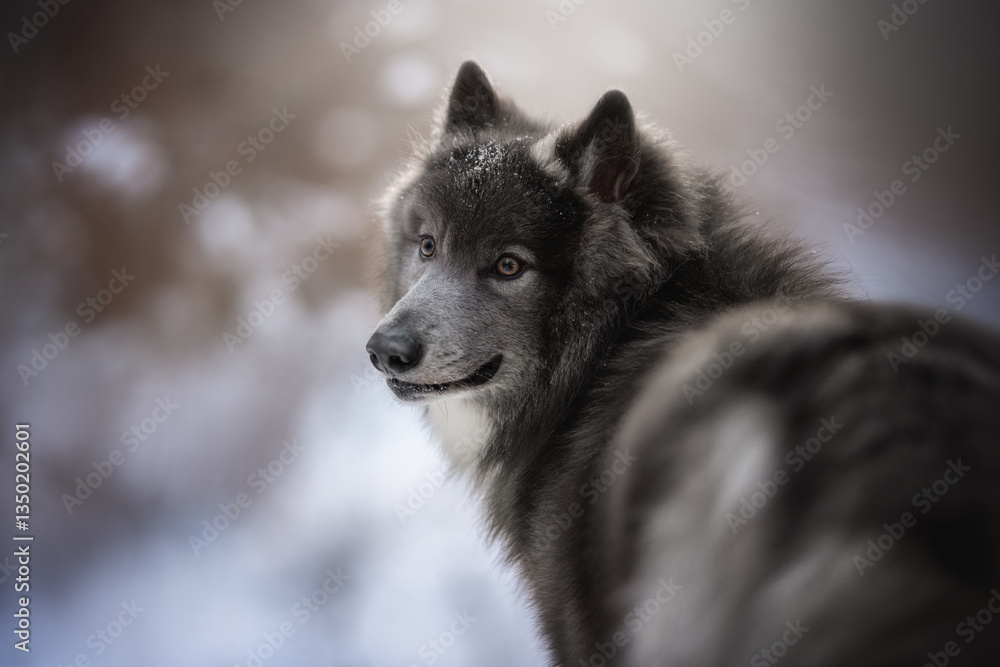 Naklejka premium Under a cloudy winter sky, a striking wolfdog captures attention with its thick fur and intense gaze. Surrounded by fresh snow, it embodies the spirit of the wild during a tranquil, chilly day