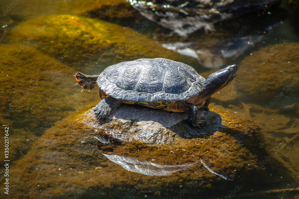 Fototapeta premium turtle on a rock in a pond