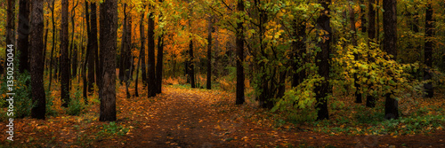 colorful autumn mixed forest or park with a dirt road covered with leaves and needles. vibrant multicolored green-yellow-orange colors of october. widescreen panoramic side view in 15x5 format