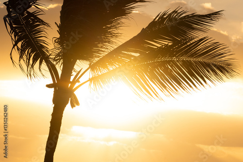 Palm tree in sunrise