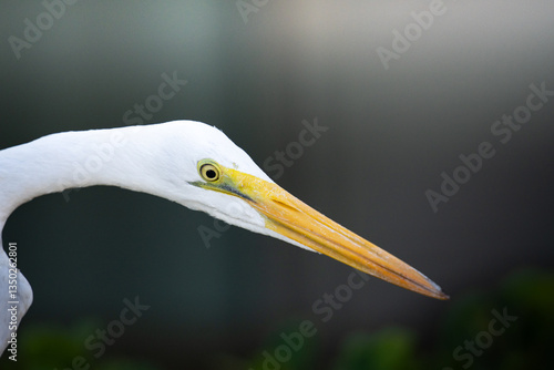 Great egret