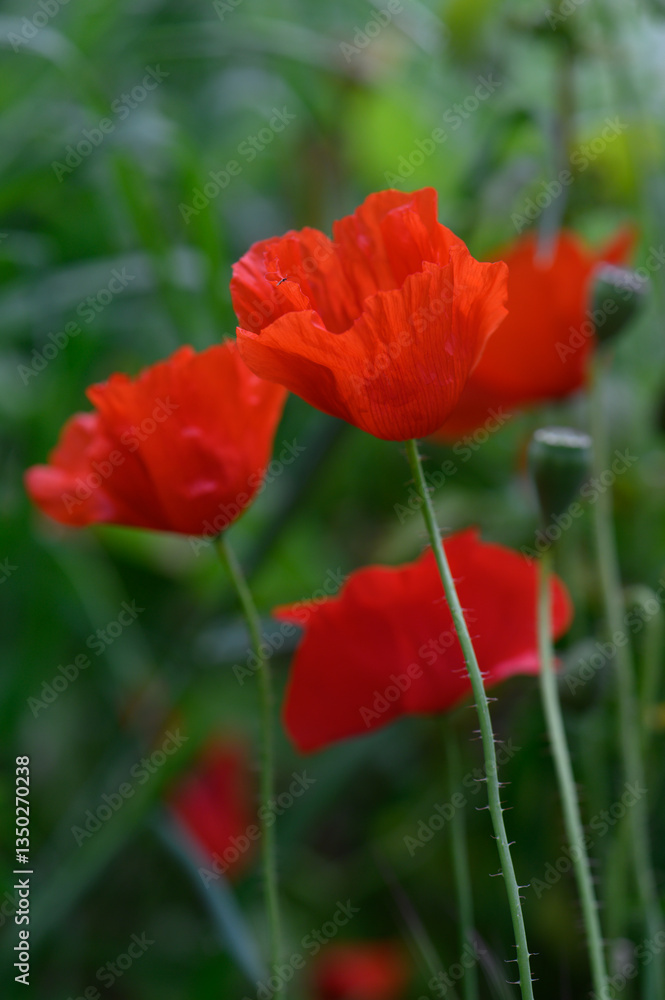 Vibrant poppies blooming in a lush green garden during the golden hour of late afternoon sunlight Vibrant poppies blooming in a lush green garden during the golden hour of late afternoon sunlight