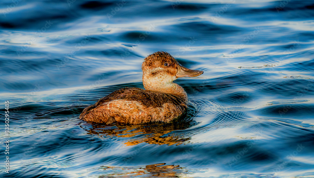 Duck sitting and treading water in calm state