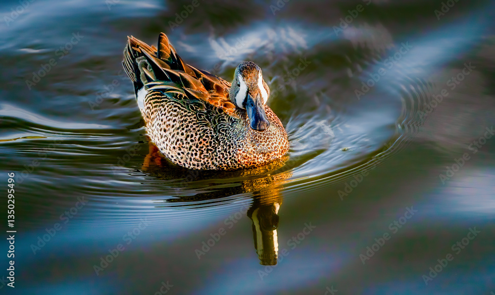 Duck sitting and treading water in calm state
