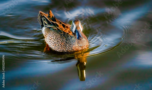 Obraz na płótnie Duck sitting and treading water in calm state w salonie