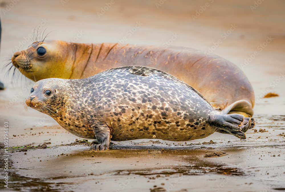 Two seal species playing together on the shore of a California beach