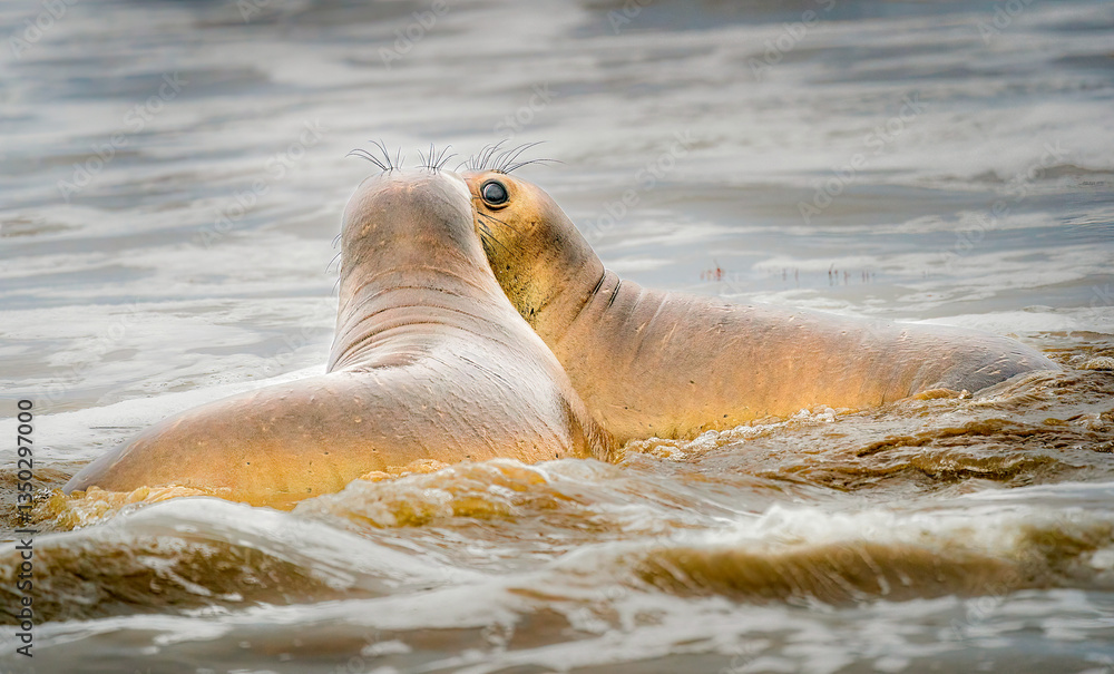 Two large Elephant Seals show affection to one another while being playful on the beach