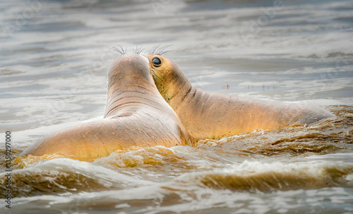 Two large Elephant Seals show affection to one another while being playful on the beach