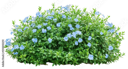 Fototapeta Naklejka Na Ścianę i Meble -  PNG Light blue flower bushes flowers plant green.