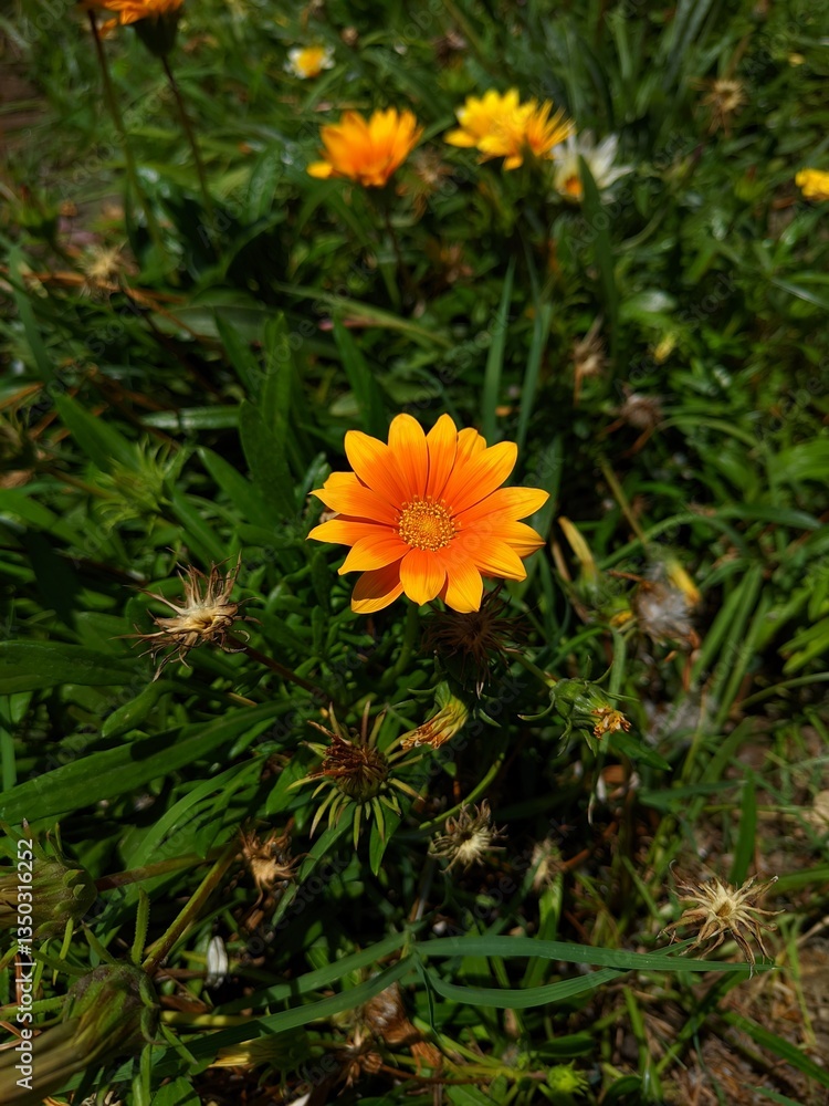 yellow flower in the garden yellow flower in the garden