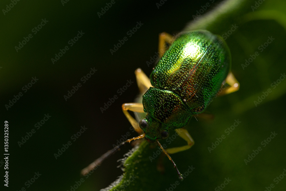 Naklejka premium green bug bettle on a green leaf
