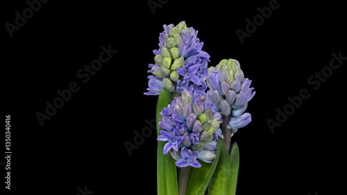 Time lapse blooming blue Hyacinth (Hyacinthus) flower, isolated on pure black background