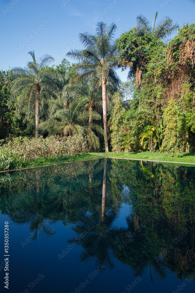 Palm trees, the tropical forest at the shore of the lake, Inhotim, Minas Gerais, Brazil.