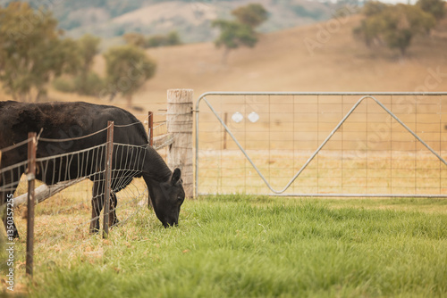 Black angus steer pushing head through farm fence to eat greener grass on the other side