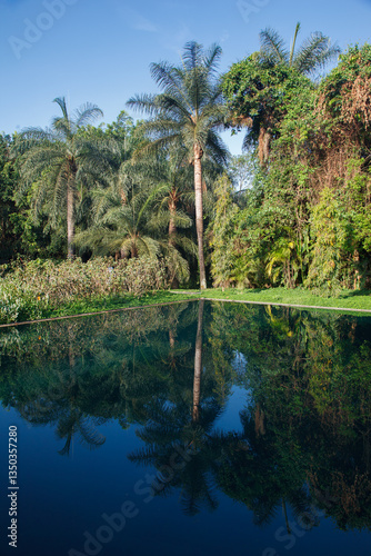 Obraz na płótnie Palm trees, the tropical forest at the shore of the lake, Inhotim, Minas Gerais, Brazil. w salonie
