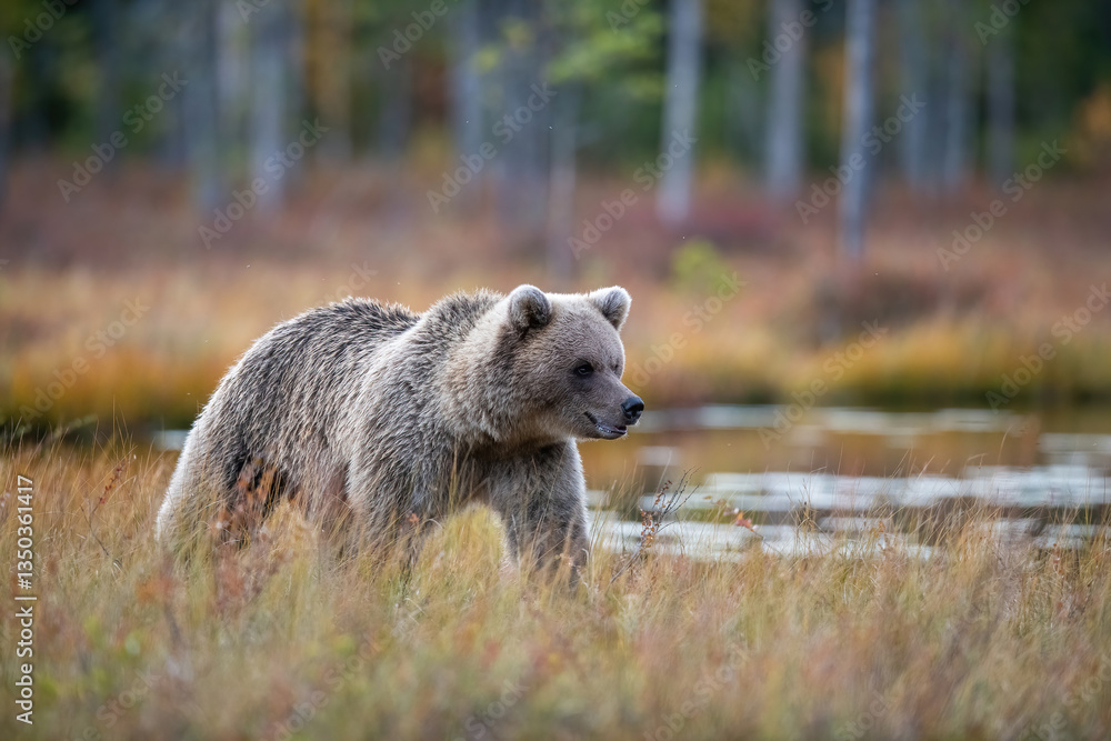 Naklejka premium Brown Bear (Ursus arctos). A lone bear walking beside a reflective forest pond. Tall grasses and autumn hues surround the scene. The bear's cautious expression adds depth.