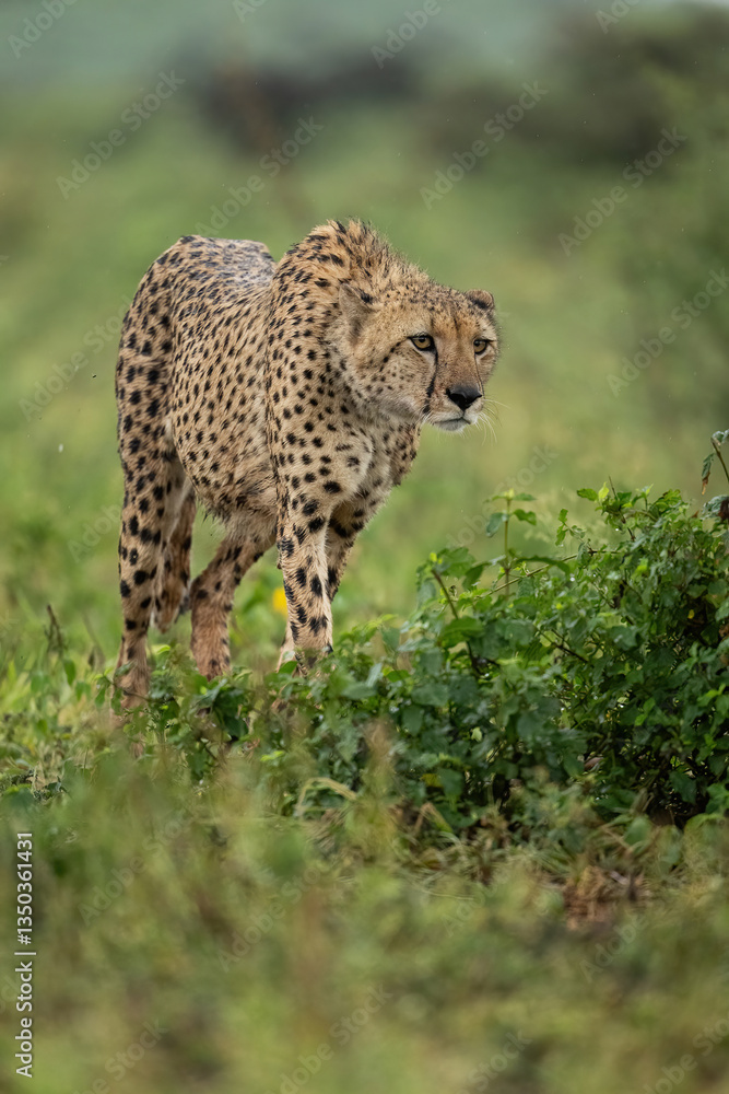 Cheetah (Acinonyx jubatus). A cheetah moves through the green savanna, its sleek body blending with the grass. Focused eyes and spotted coat define its agility and strength. Cheetah (Acinonyx jubatus). A cheetah moves through the green savanna, its sleek body blending with the grass. Focused eyes and spotted coat define its agility and strength.