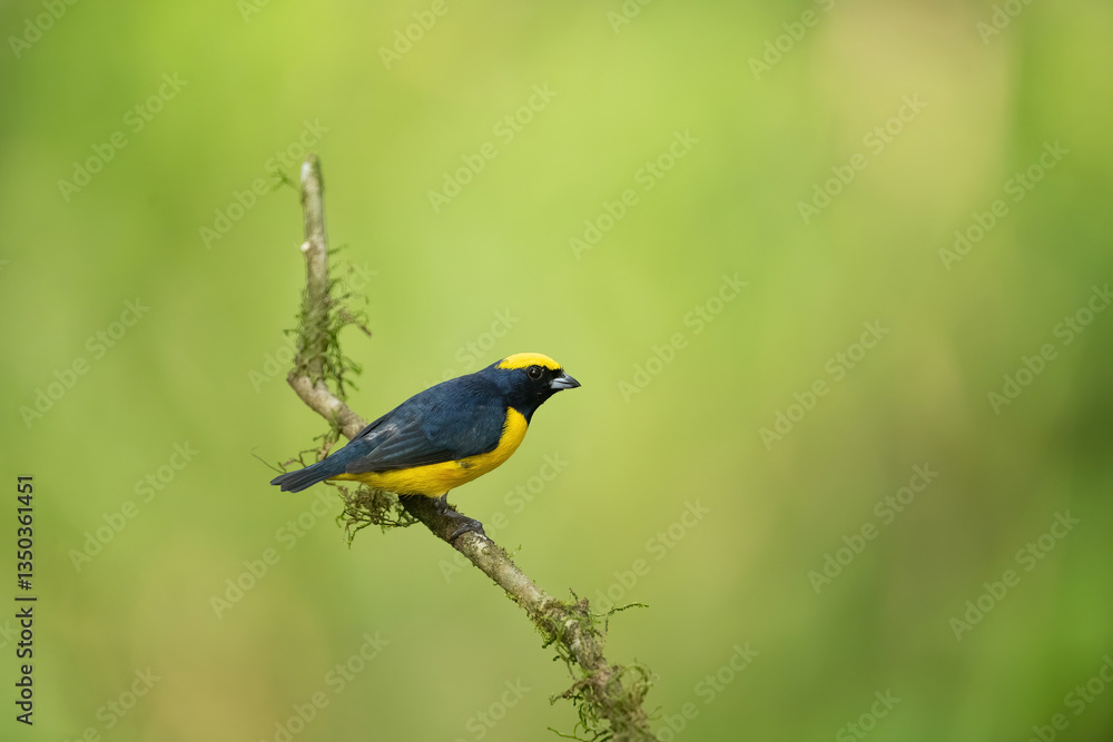 Yellow-crowned Euphonia (Euphonia luteicapilla). Sitting on a mossy branch. Lush green habitat. The contrast between the bird’s deep blue and yellow colors enhances its delicate form. Yellow-crowned Euphonia (Euphonia luteicapilla). Sitting on a mossy branch. Lush green habitat. The contrast between the bird’s deep blue and yellow colors enhances its delicate form.