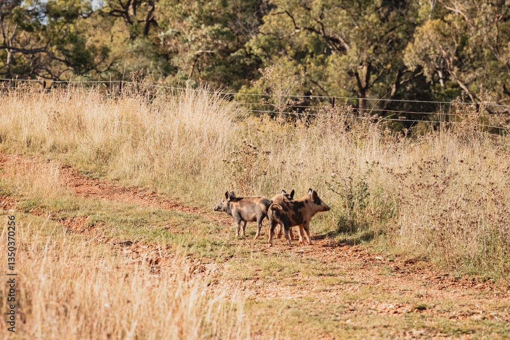 Naklejka premium Three young wild pigs on bush track