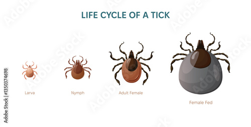 Mite vector illustration. Life cycle of Tick bug. set of Larva, nymph and adult insect. Adult fed bug.