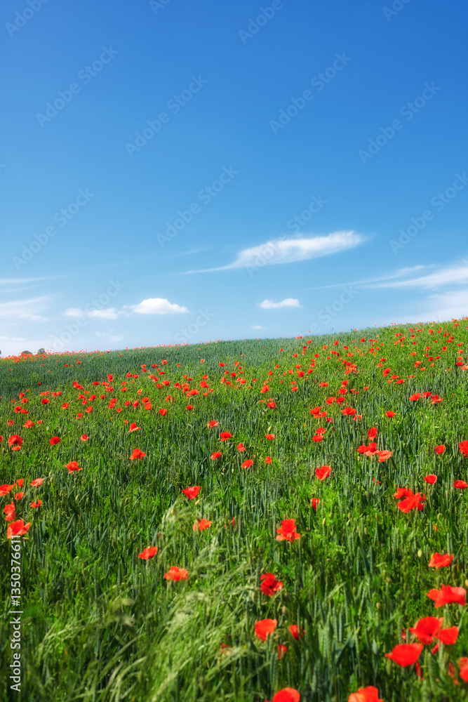 Wheat field, blue sky and poppy flowers in countryside for sustainable growth, natural ecosystem or ecology. Empty space, environment or plants in farmland for eco friendly scenery or travel location Wheat field, blue sky and poppy flowers in countryside for sustainable growth, natural ecosystem or ecology. Empty space, environment or plants in farmland for eco friendly scenery or travel location