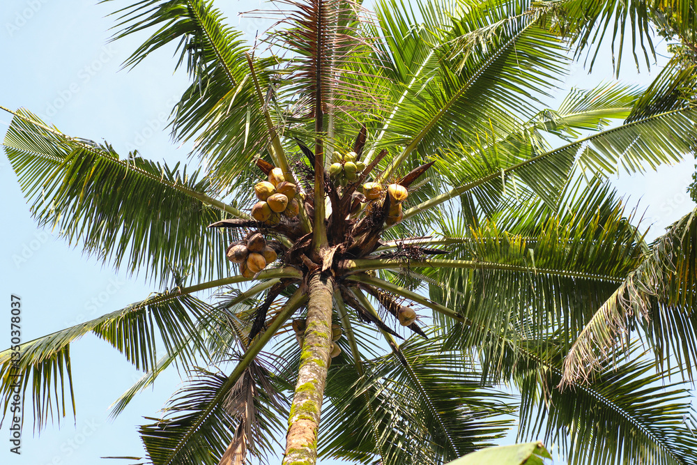Fototapeta premium big and tall coconut trees in the highlands of Indonesia