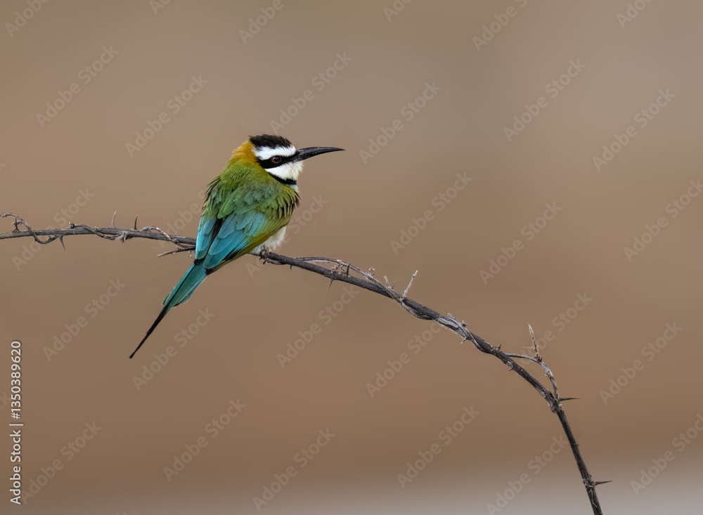 Obraz premium White-throated Bee-eater perches on a thorny branch against a soft brown backdrop