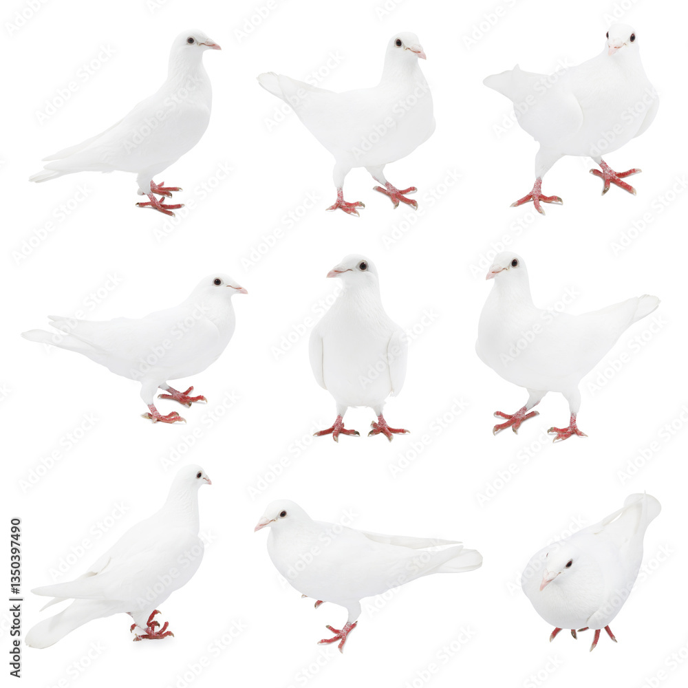 Obraz premium Beautiful dove isolated on white, collage of photos