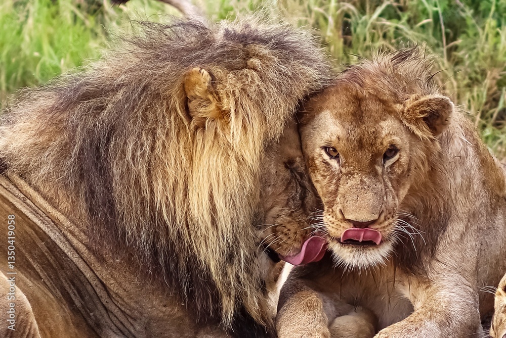 Obraz premium Male lion licking the mane of another male lion in Africa