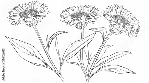 Wallpaper Mural Three Calendula flowers, line drawing, white background, botanical illustration, for herbal medicine packaging Torontodigital.ca