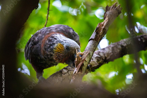 cute native parrot - Nestor kaka (Kākā, Nestor meridionalis) feeding on the tree in Abel Tasman National Park near Marahau, unique wildlife of New Zealand South Island