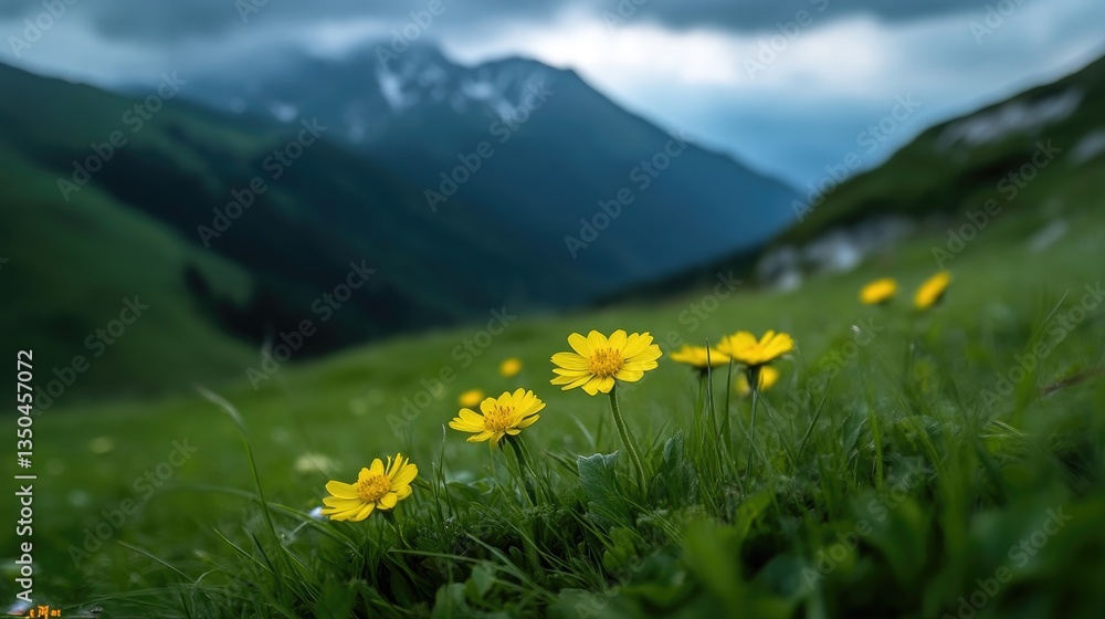 Obraz premium Yellow wildflowers in a grassy mountain meadow